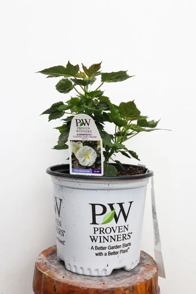 Proven Winners Cookies and Cream Hibiscus #1
